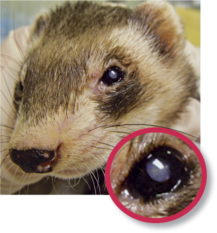Ferret handling, nutrition and common health problems | Vet Times