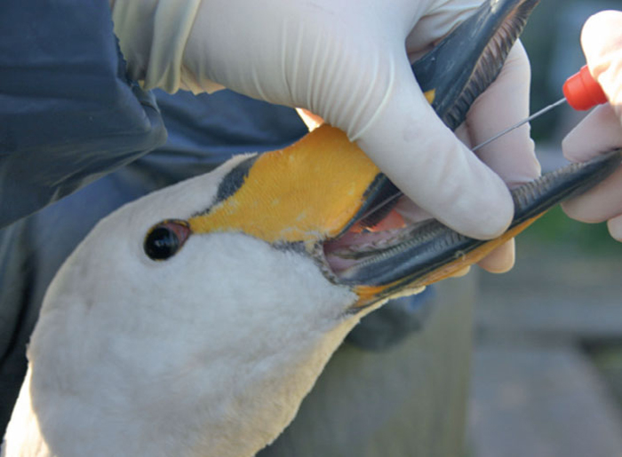 AVIAN INFLUENZA SURVEILLANCE CAPTURE AND SAMPLING METHODS Vet Times