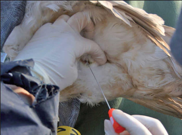 AVIAN INFLUENZA SURVEILLANCE CAPTURE AND SAMPLING METHODS Vet Times