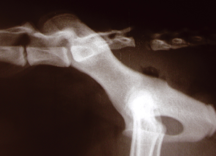 TREATMENT METHODS FOR DISORDERS OF SMALL ANIMAL BLADDER FUNCTION | Vet