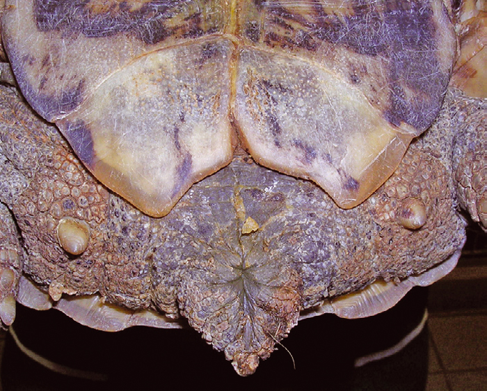 Caring for Mediterranean tortoises | Vet Times