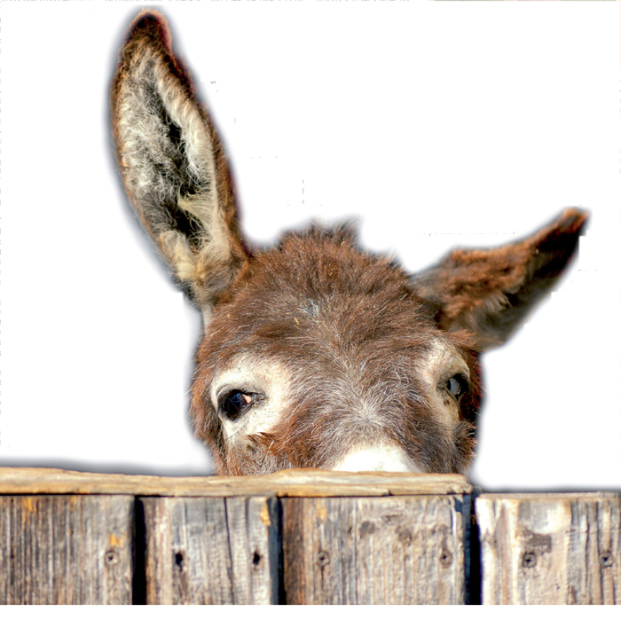 LEG AND FOOT INJURIES GUIDE TO EFFECTIVE TREATMENT IN DONKEYS Vet Times