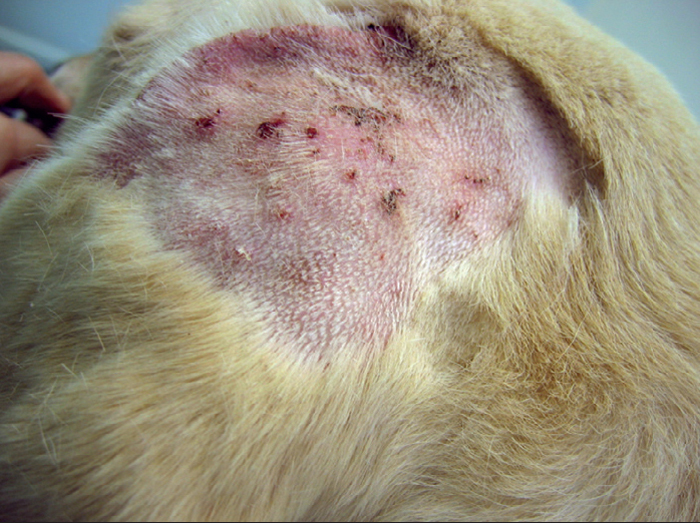 GENTLE DERMATOLOGY PART TWO Vet Times