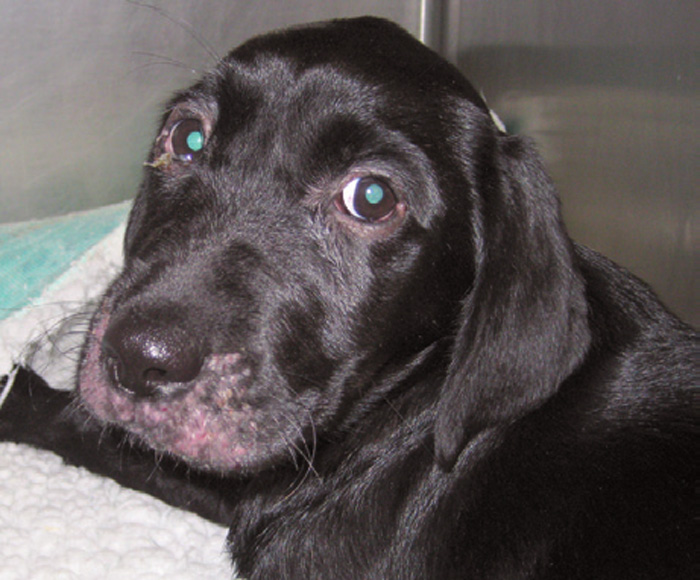 Diagnosing severe puppy strangles Vet Times