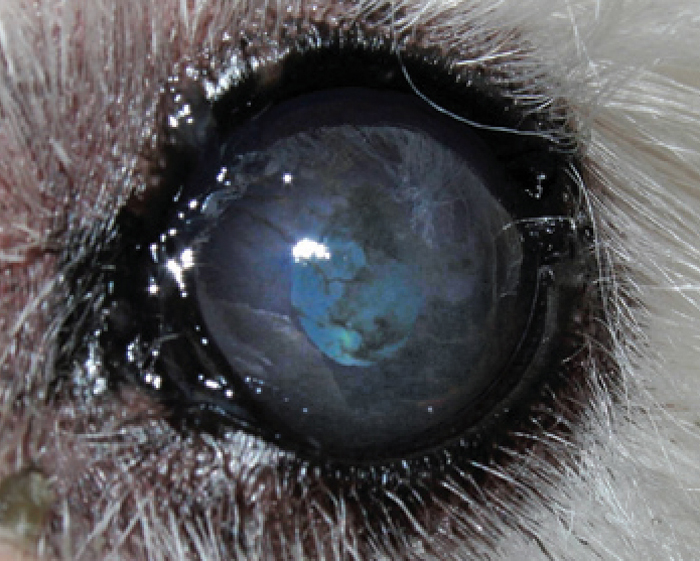 Keratoconjunctivitis sicca a closer look Vet Times