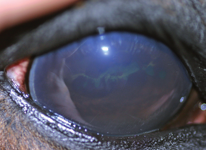 LOOKING TOWARDS TREATMENTS FOR EQUINE RECURENT UVEITIS Vet Times
