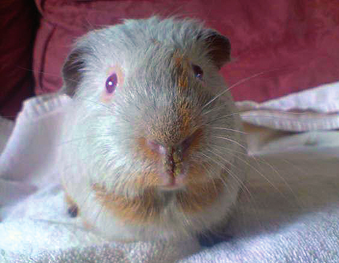 Skin problem solutions for guinea pigs Vet Times