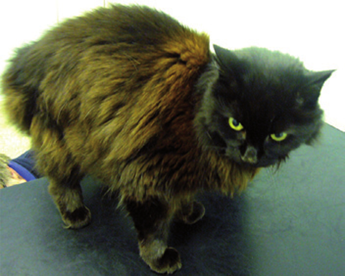 APPROACHES TO HYPERTHYROIDISM Vet Times