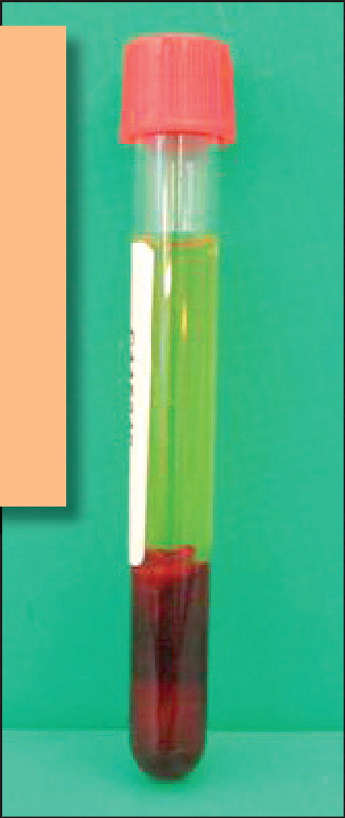 Investigating respiratory disease Vet Times