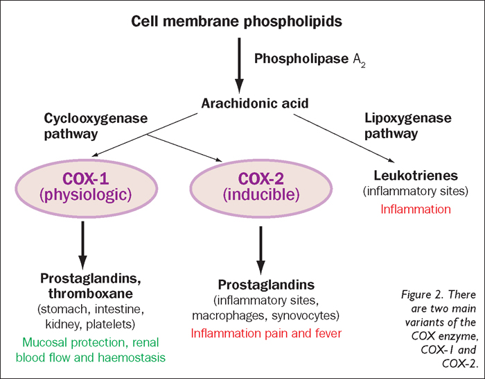 MAKING INFORMED DECISIONS ON NSAIDS COX STORY UNCOVERED Vet Times