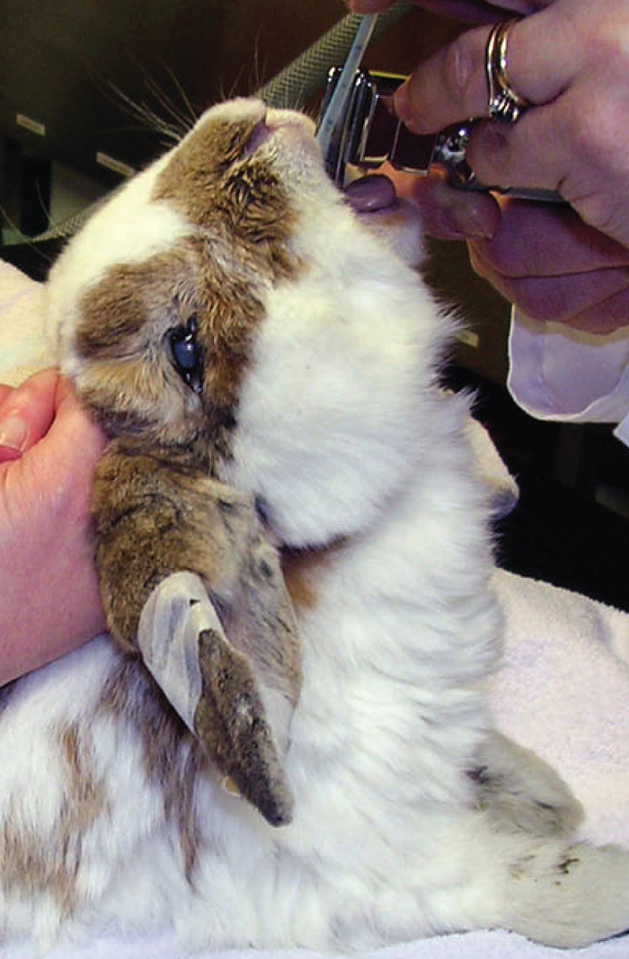 RISKY RABBITS SAFE PROTOCOLS AND SUCCESSFUL ANAESTHETIC RECOVERY Vet