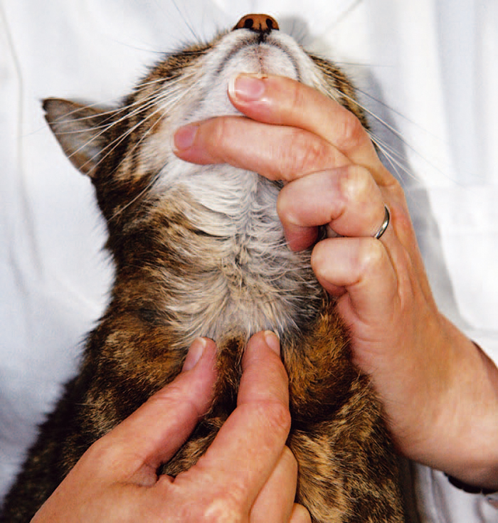 Feline hyperthyroidism common signs and advances in diagnostic
