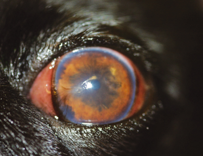 SIGNS, DIAGNOSIS AND TREATMENT OF UVEITIS IN COMPANION ANIMALS Vet Times