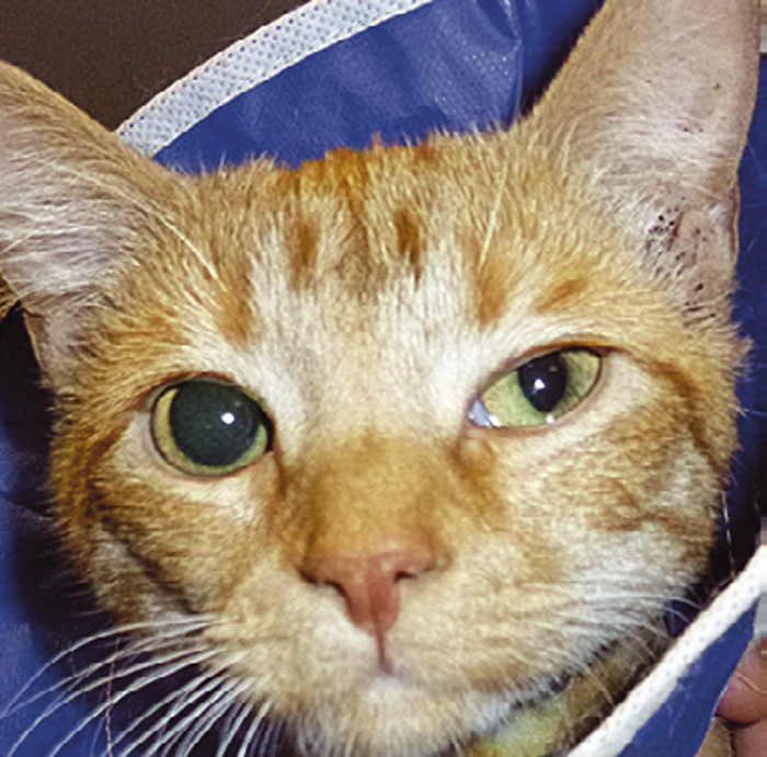 TREATMENT APPROACHES TO EAR CANAL ISSUES IN CATS AND DOGS Vet Times