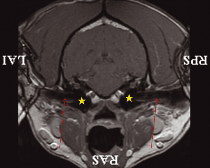 TREATMENT APPROACHES TO EAR CANAL ISSUES IN CATS AND DOGS Vet Times