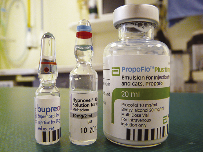 Feline idiopathic cystitis management Vet Times