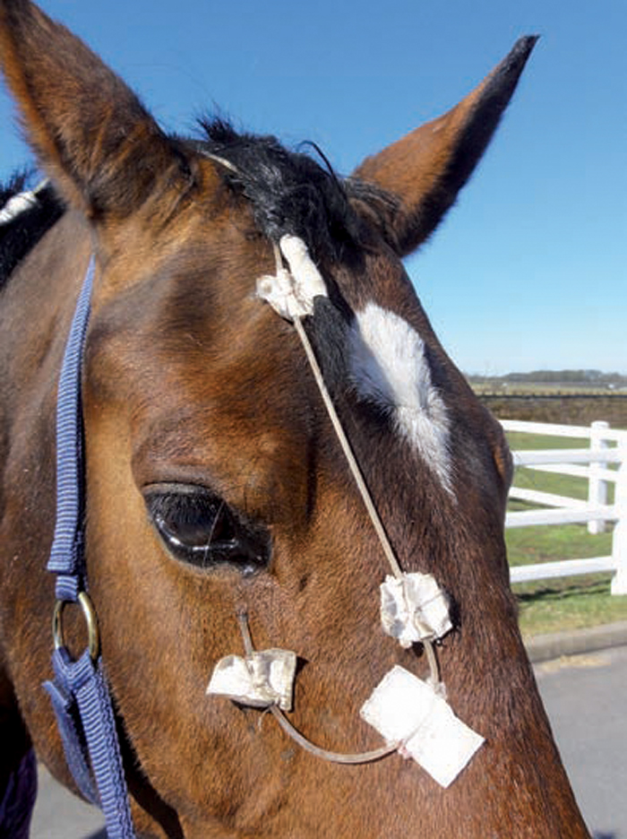 MELTING CORNEAL ULCERS IN HORSES DIAGNOSIS AND TREATMENT METHODS Vet