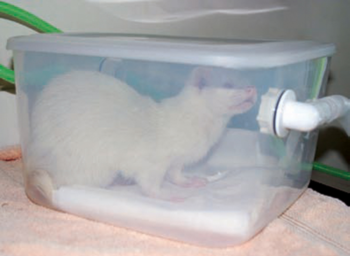 Reproductive management of ferrets Vet Times