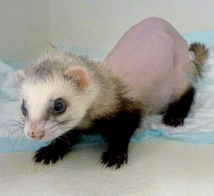 Reproductive management of ferrets Vet Times