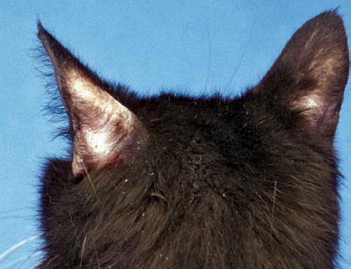Feline iatrogenic hypothyroidism its recognition and