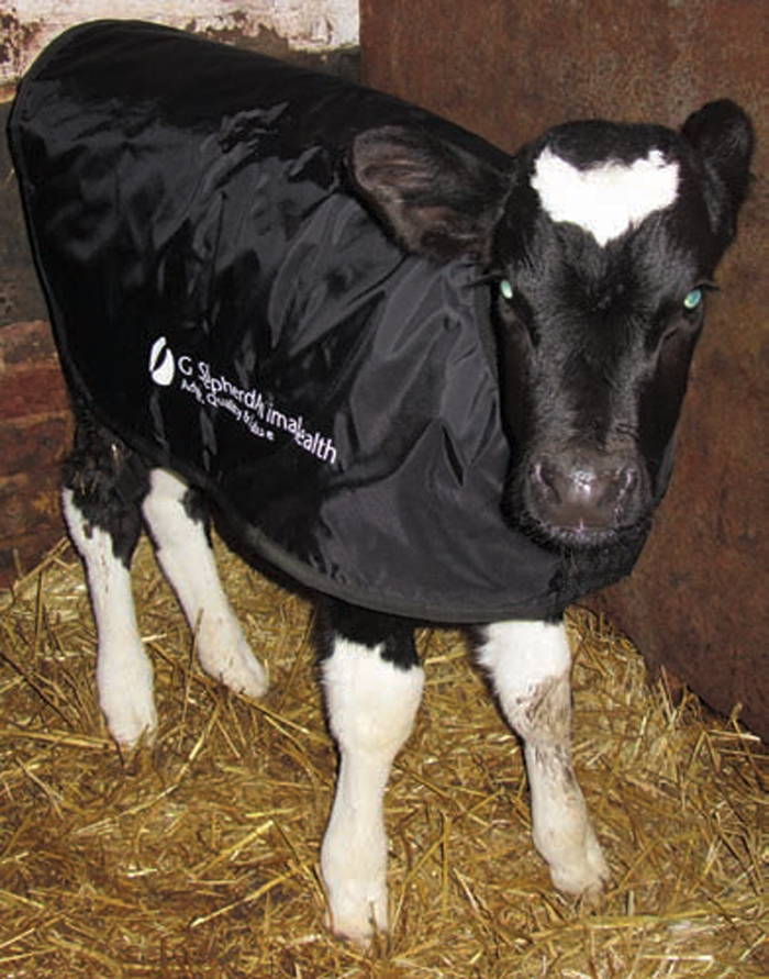 CONSIDERATIONS OVER CALF HEALTH IN COLD TEMPERATURES Vet Times