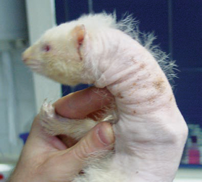 Approaches to diagnosis and treatment of ferrets and skunks Vet Times