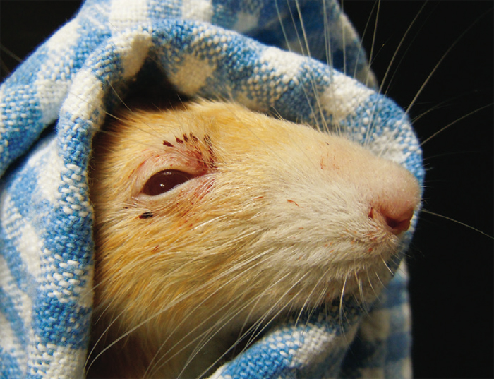 Guide to care and treatment of rats, mice, gerbils and hamsters Vet Times