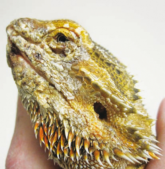 FUNGAL DERMATITIS IN A CENTRAL BEARDED DRAGON Vet Times