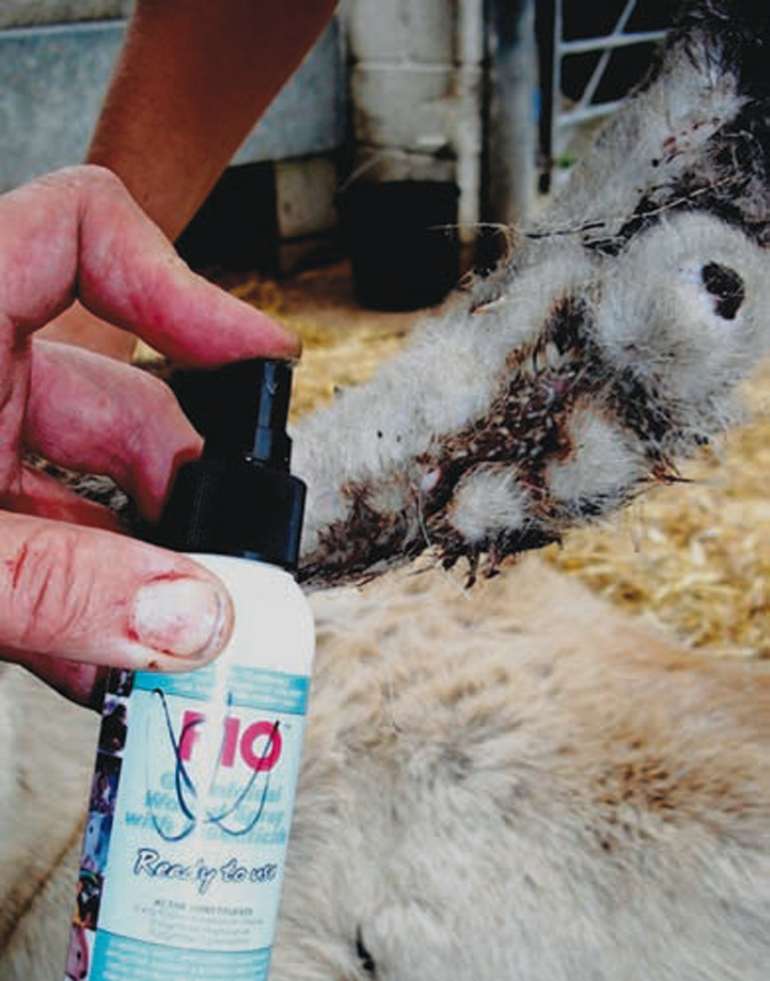 PREVENTION AND TREATMENT OF FLY STRIKE IN RABBITS Vet Times