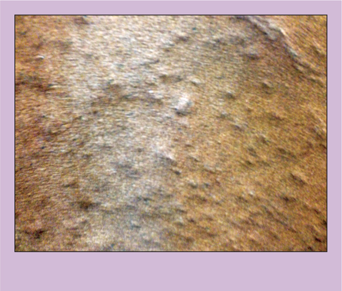 SKIN DISEASE IN HORSES A PRACTICAL CLINICAL APPROACH Vet Times