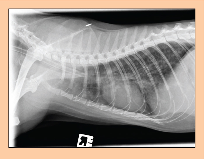 Feline mycobacterial infections Vet Times