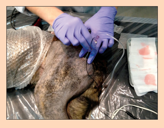 Local anaesthetic techniques | Vet Times