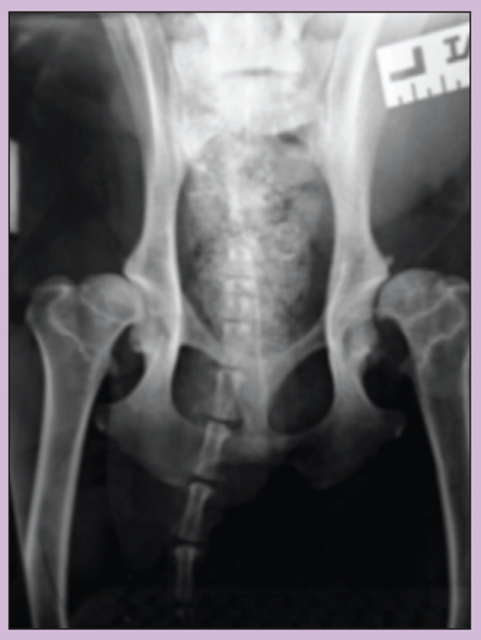 MANAGING OSTEOARTHRITIS IN CANINE AND FELINE PATIENTS Vet Times