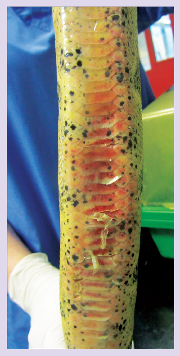 Snakes husbandry and common health problems Vet Times