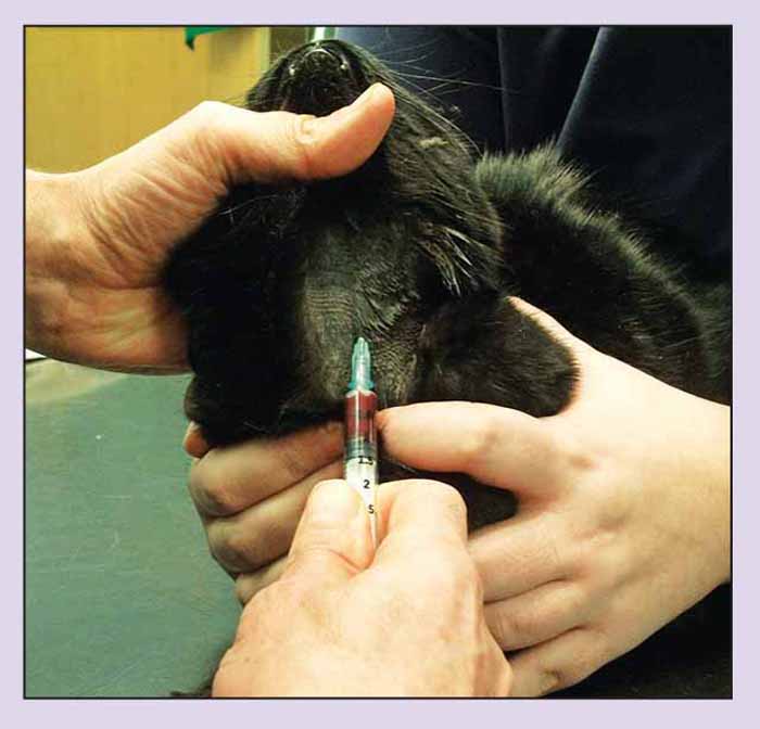 Blood sampling in feline patients alternative handling technique