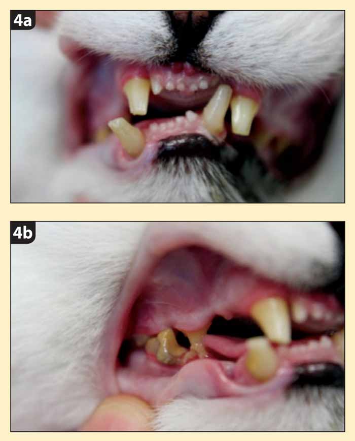 Techniques for intraoral fixation of jaw fractures Vet Times