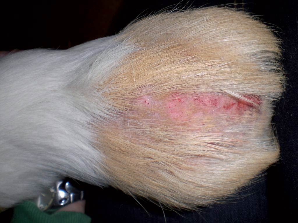 Figure 1. The dorsum of a guinea pig with mange mites. Note the excoriation caused by self trauma.