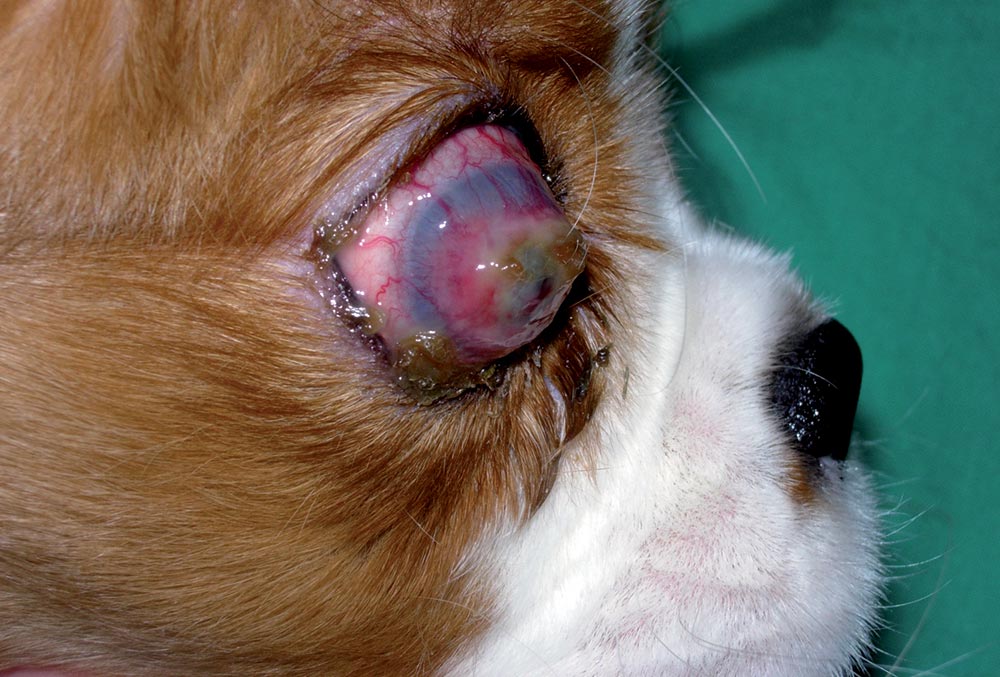This dog developed panophthalmitis following deterioration of a corneal ulcer. This eye was enucleated.