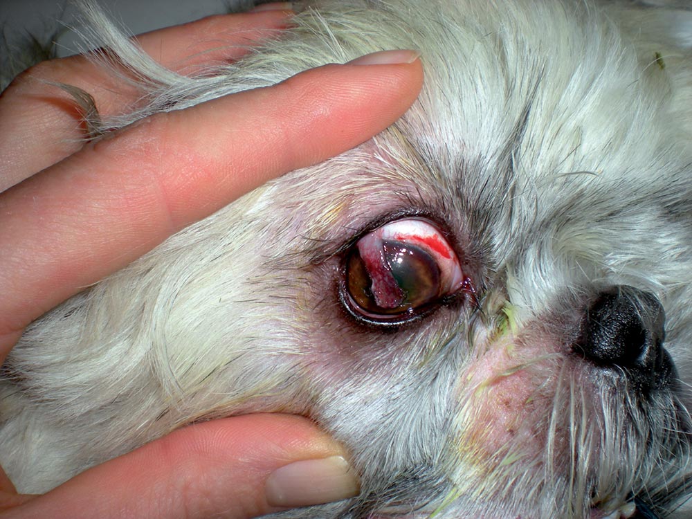 The same dog, which had a pedicle flap 48 hours later. This photograph was taken directly after surgery.