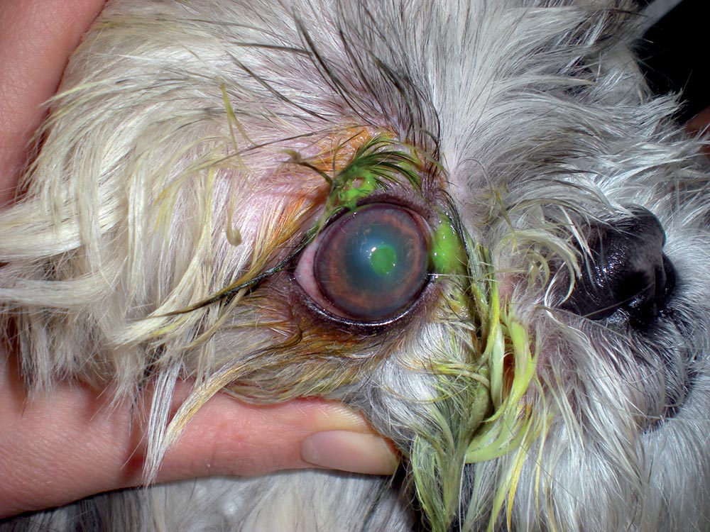 This shih-tzu has a central corneal ulcer that is on the verge of melting. Note the purulent discharge and subtle corneal oedema.
