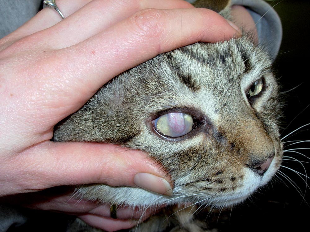 …and this photograph shows the same eye several months following successful surgery.