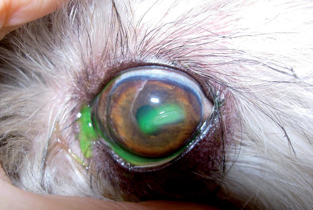 This corneal injury from a cat scratch in a brachycephalic dog should not be underestimated, particularly in “at-risk” breeds.