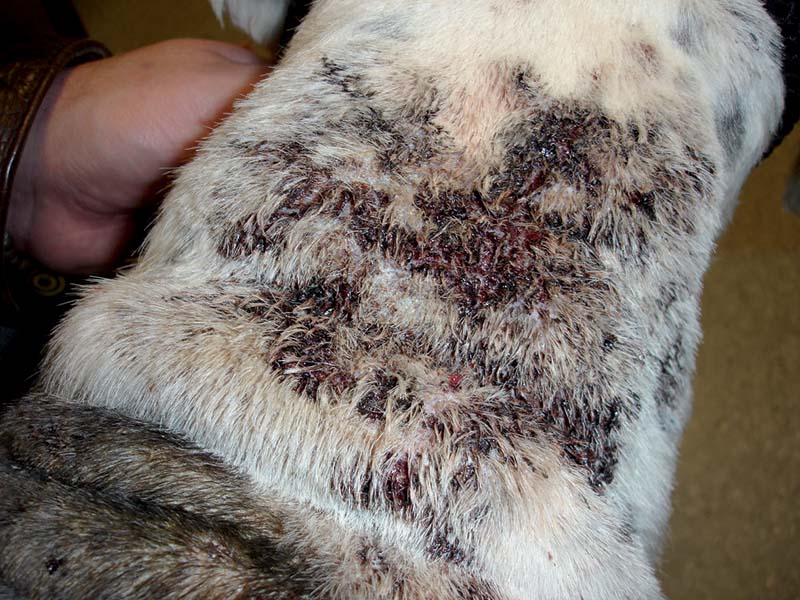 Figure 5. Discharging sinuses, ulceration and crusts on the dorsal neck of an Old English sheepdog with deep pyoderma.