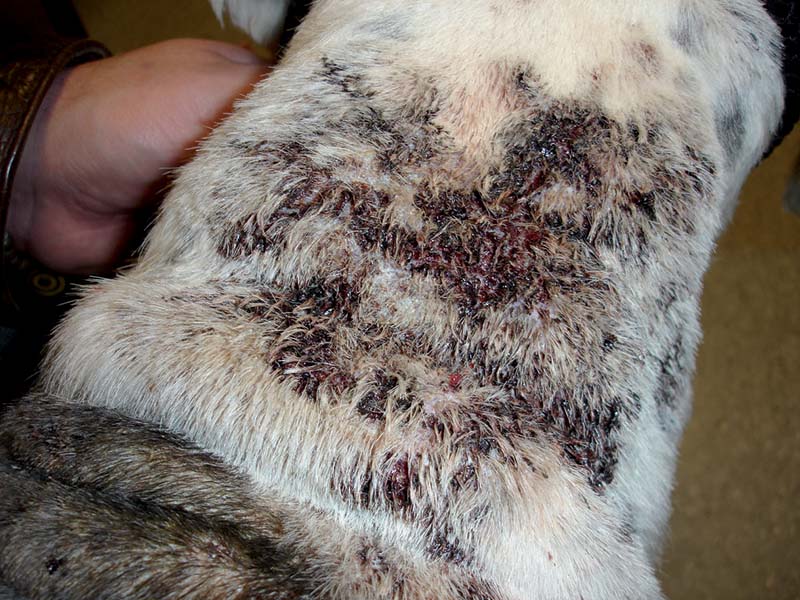 Common bacterial skin infections in dogs recognition and treatment Vet Times