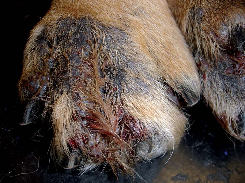 Figure 6. Discharging sinuses, ulceration and alopecia on the foot of a German shepherd dog with deep pyoderma.