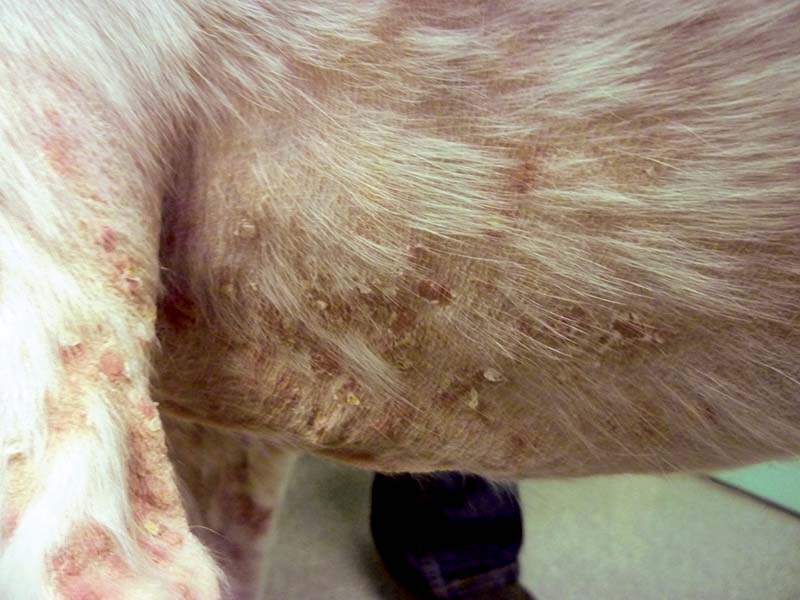 Figure 7. Recurrent pyoderma in an immunocompromised lurcher with demodicosis. Note the erythematous and crusted papules, scale, and epidermal collarettes.