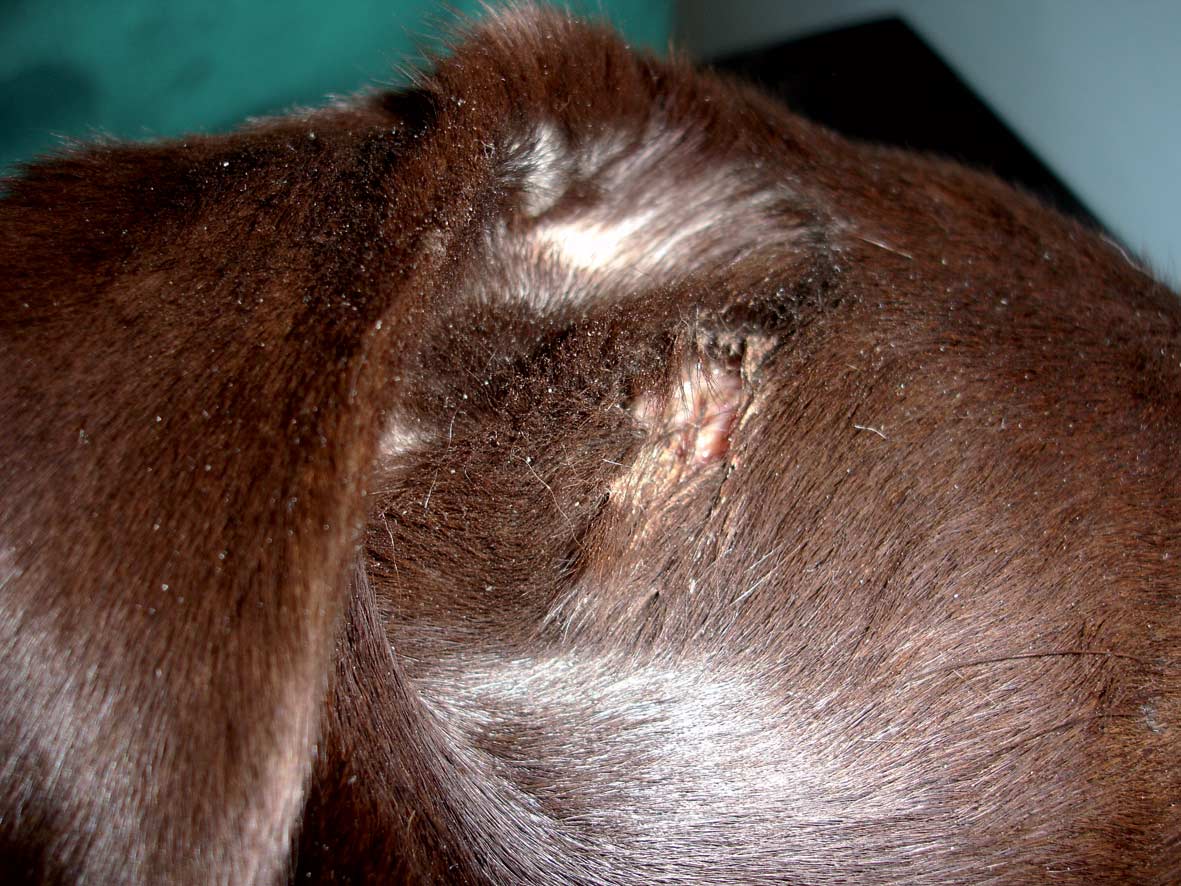 Figure 1. Focal alopecia, hair matted with exudate overlying a hot spot adjacent to the right ear of a Labrador.