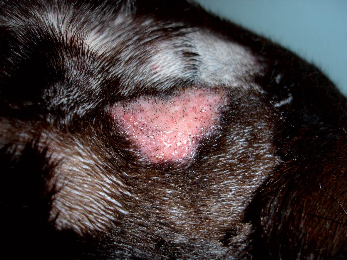 Figure 2. Same Labrador as in Figure 1 after clipping. Well demarcated exudative and erythematous lesion.