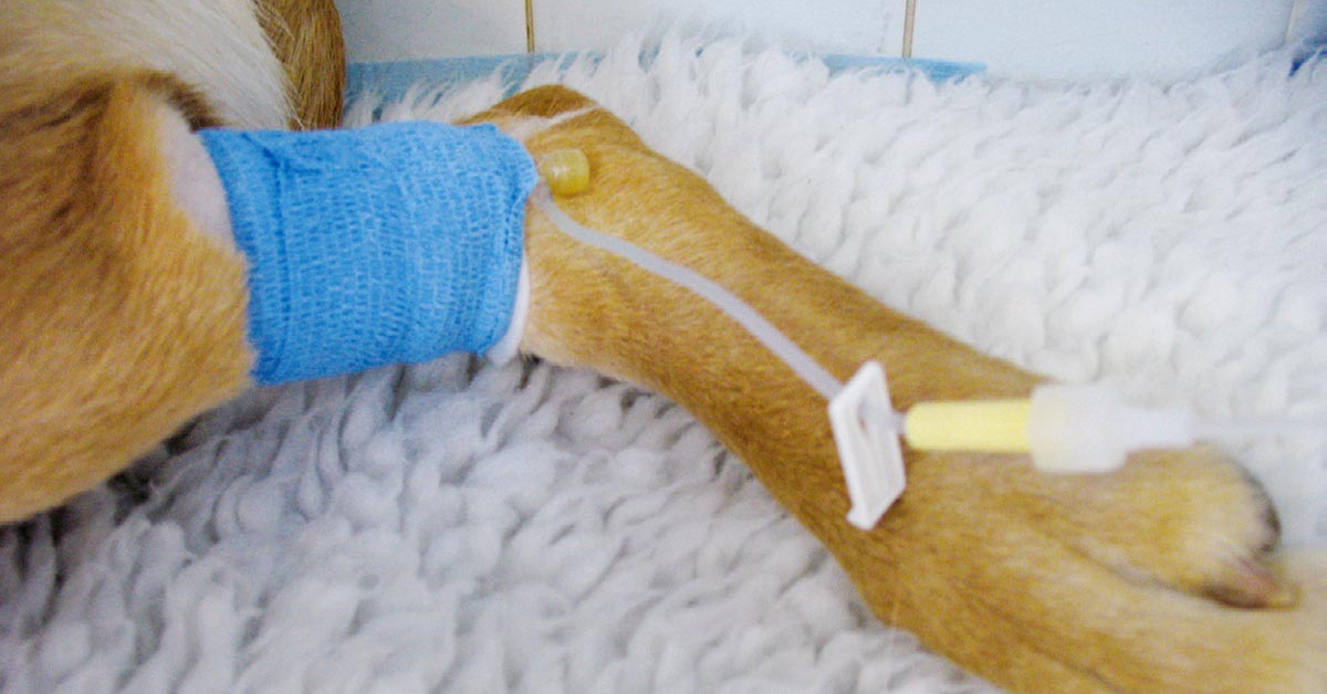 Invasive devices – such as IV catheters – should be bunged when not in use.