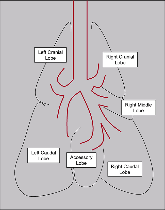 Figure 13. Schematic of the canine bronchial tree.